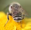 Megachile sp.
